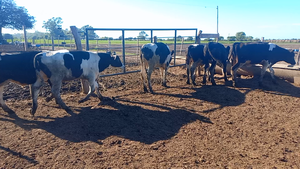  25 Novillitos Holando en Col. San Pedro, Córdoba