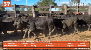 LOTE 37