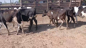  27 Terneros Holando Argentino y Kiwi cross en Eusebia, Santa Fe