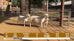  LOTE 58- DESTACADO