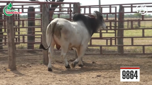  Brahman