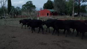  20 Vacas de Invernada en Chamizo, Florida