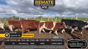  28 Terneros en Sauce, Canelones