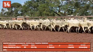  LOTE 14