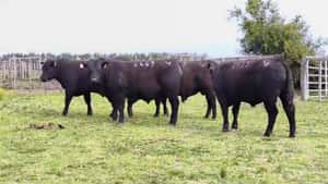 Toros SA — Escritorio Dutra LTDA.