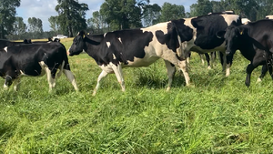  25 Vaquilla Gorda en Osorno, X Región Los Lagos