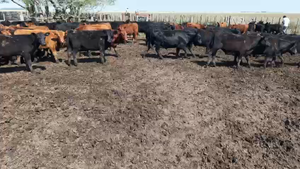  70 Terneros