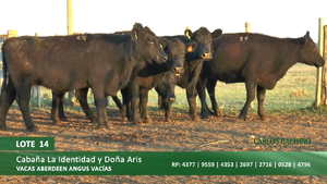  Vacas vacías