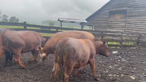  45 Vaquilla Gorda en Puerto Varas, X Región Los Lagos