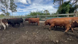  44 Novillo Gordo en Puyehue, X Región Los Lagos