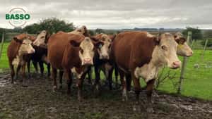  6 Vacas PI (Pedrigree Inscripto) en Mariscala, Lavalleja