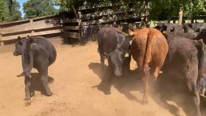  29 Ternera en Gorbea, IX Región Araucanía