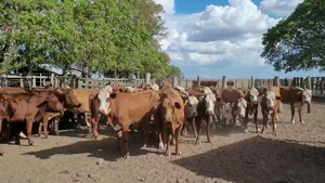  36 Vacas de invernar en Corrientes, Mercedes