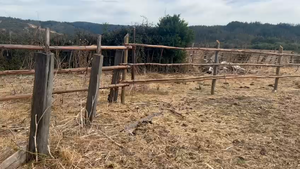  50 Novillo Engorda en VI Región O-Higgins, Litueche