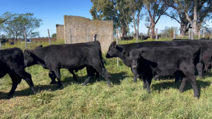  40 Terneros/as en Buenos Aires, Lincoln