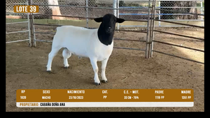  LOTE 39