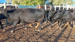  6 Vacas nuevas C/ cria EN DAIREAUX