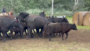  9 Vaquillonas C/ cria