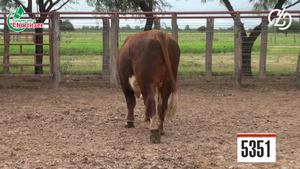  Toros Hereford 