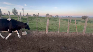  1 VACA LECHERA