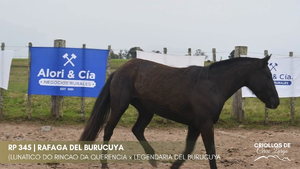 Rafaga del Burucuya — Escritorio Alori y Cia.