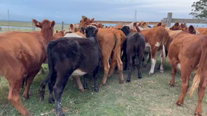 32 Terneras en Rivera, Otra Localidad