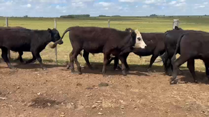 26 Novillos 1 a 2 años