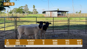  LOTE 74- DESTACADO