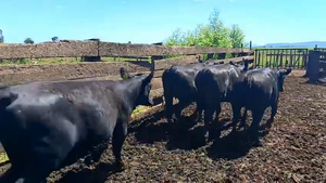  20 Vaquilla Gorda en Futrono, XIV Región Los Ríos
