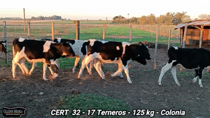  17 Terneros en Colonia