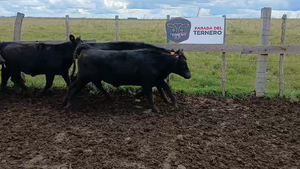  Lote 3