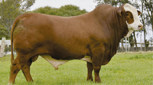 GAUCHO