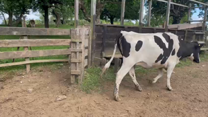  17 Vaquilla Gorda en Osorno, X Región Los Lagos