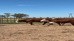  40 Vaquillonas preñadas en Córdoba, Jovita