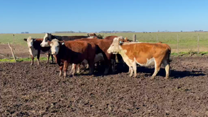  14 Vacas usadas preñadas