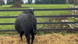  1 Toro