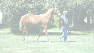  KOKORO (MUTASAABEQ -  SORINA)