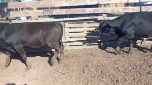  10 Terneros/as Cruzas en Col. San Pedro, Córdoba