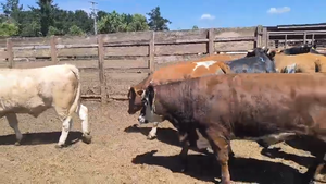  20 Novillo Gordo en Los Ángeles, VIII Región Biobío