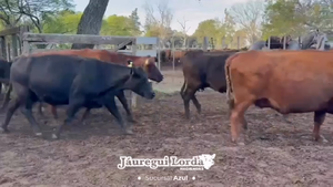  13 Vacas nuevas Preñadas