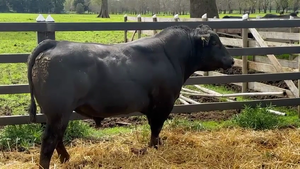  1 Toro
