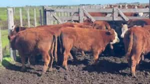 Machos - Necochea Bs As — CAMPOS Y GANADOS S.A.