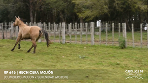 HECHICERA MOJÓN — Escritorio Alori y Cia.