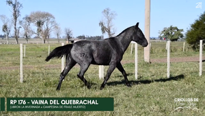  VAINA DEL QUEBRACHAL