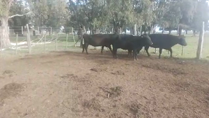  30 Vacas medio uso C/ gtia de preñez en Coronel Suarez, Buenos Aires