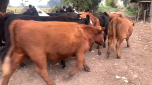  20 Vaquilla Engorda en Talca, VII  Región Maule