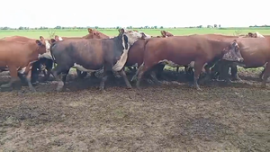  41 Vacas Braford y cruzas en Susana, Santa Fe