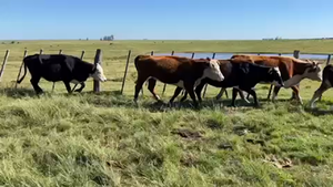 140 Vacas de Invernada en Arroyo Blanco, Rivera