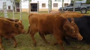  75 Terneras Raza Carne