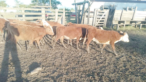  16 Terneras Raza Carne en Cerro Largo, Tupambaé